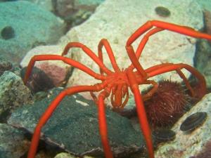 sea spider - Decalopoda australis 002